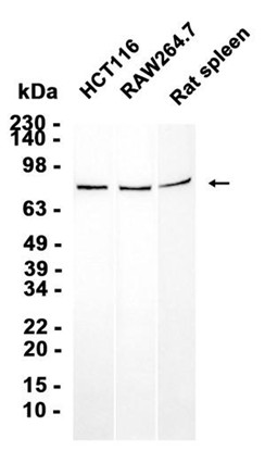 AYD12359