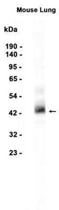 AYD12749