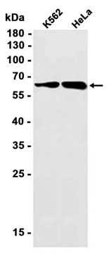 AYD11103
