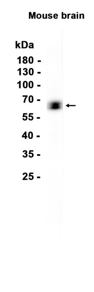 AYD14521