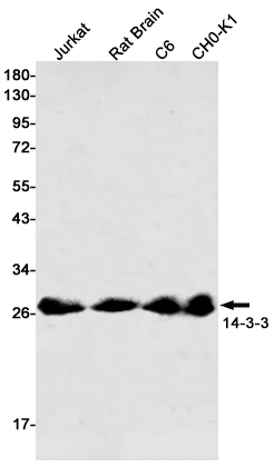 14-3-3 (YD14425) Rabbit mAb