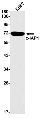 AYD12133