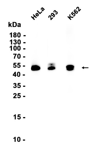 Pan-Myc (YD11568) Rabbit mAb