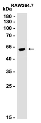 AYD11006