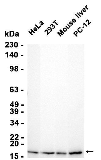 AYD14538