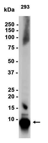 AYD12619