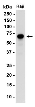 AYD12863