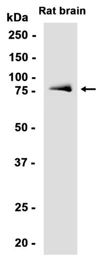 AYD13454