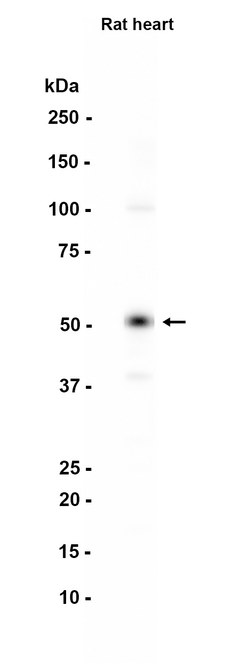 AYD12592