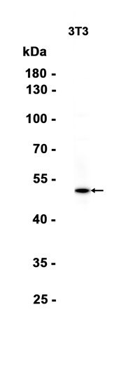 AYD13635