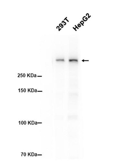 AYD15295