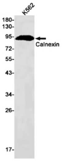 AYD14161