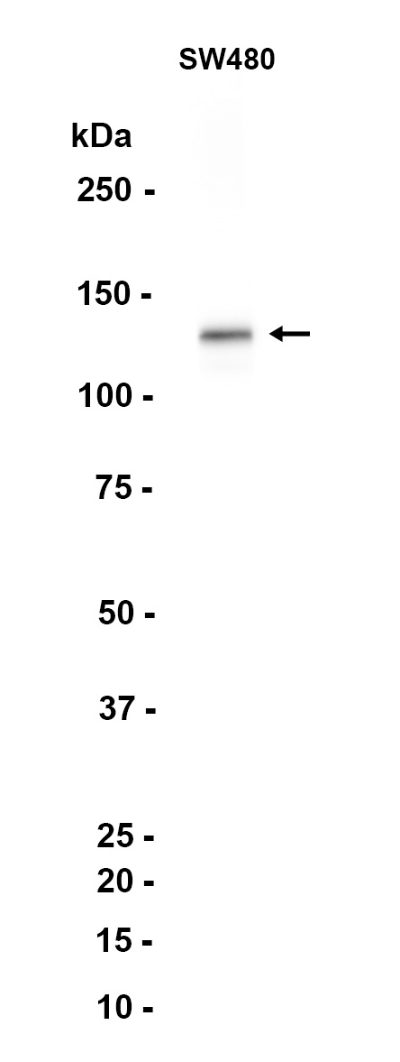 AYD13129
