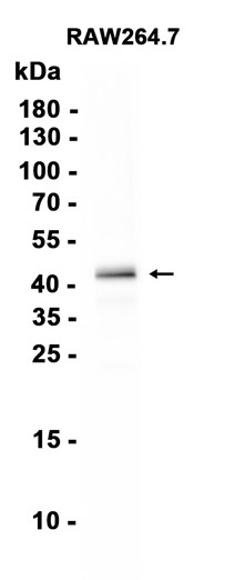 AYD15148