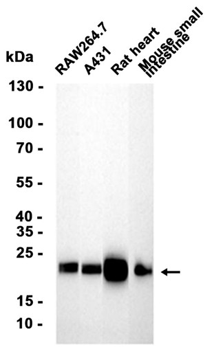AYD13351
