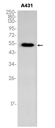 AYD11669