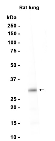 IL-33 (YD15740) Rabbit mAb
