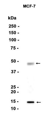 AYD15667