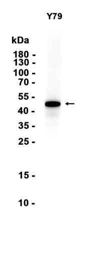 AYD14866