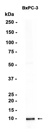 AYD15905