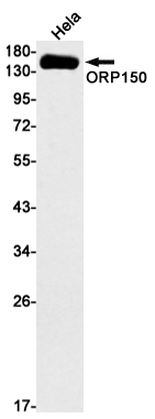 AYD13502