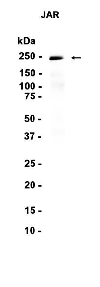AYD14639