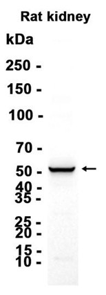 AYD13696