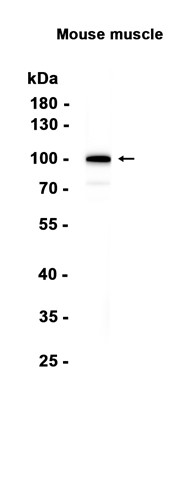 AYD15693