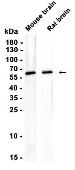 AYD14836