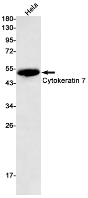AYD13544