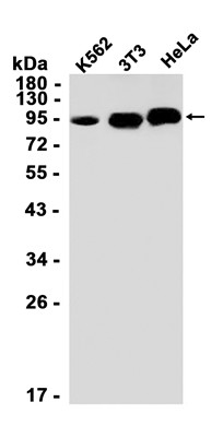 AYD12403