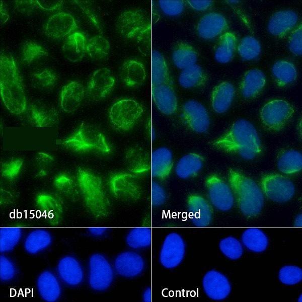 VEGFA (YD15508) Rabbit mAb