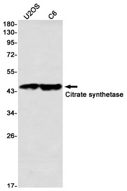 AYD13258