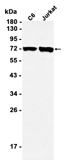 AYD11976