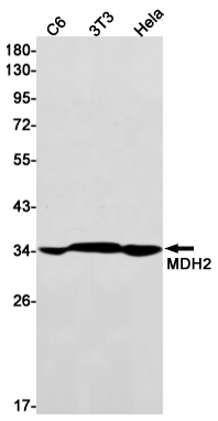 AYD12647