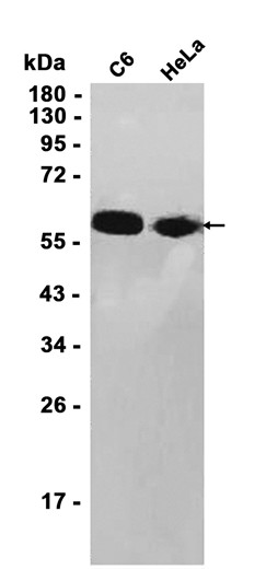 AYD11228