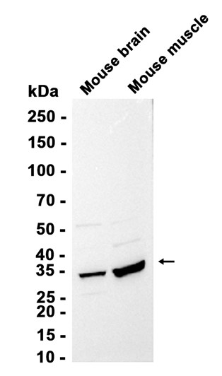 AYD12367