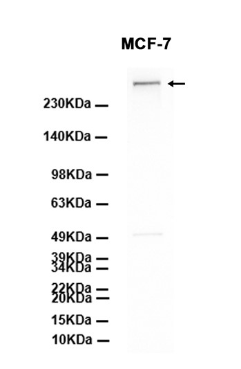 AYD14018
