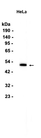 AYD14555
