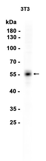 AYD13083