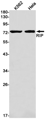 AYD13894