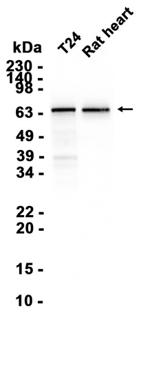 AYD11683