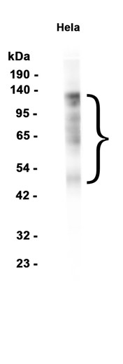 AYD13765