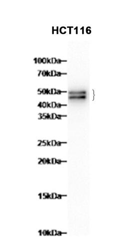 AYD15816