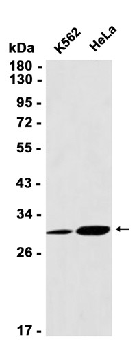 AYD13605