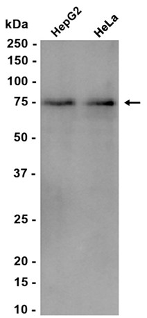 AYD15117