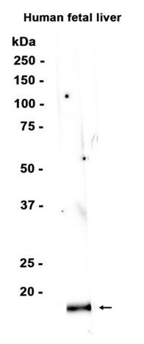 AYD12552