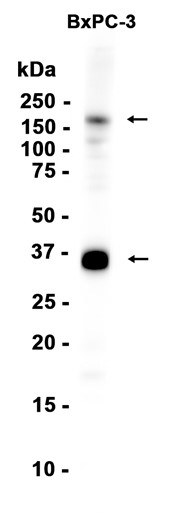 AYD13019