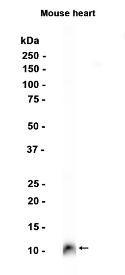 AYD15871