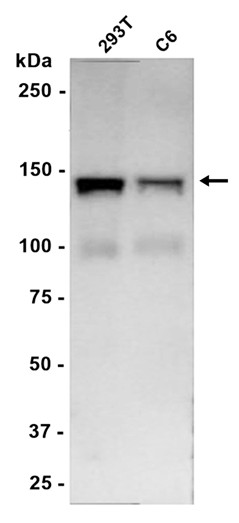 AYD15990